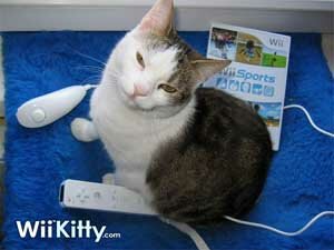 Ginger - WiiKitty.com