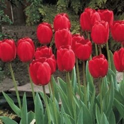 ¿Quieres un Tulipan?