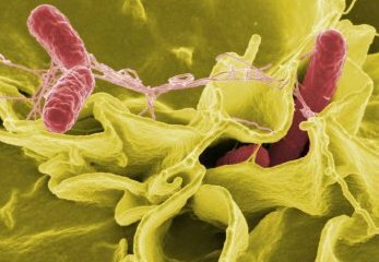 Salmonella atacando células humanas