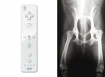 Wiimote tragado por un Labrador Retriever